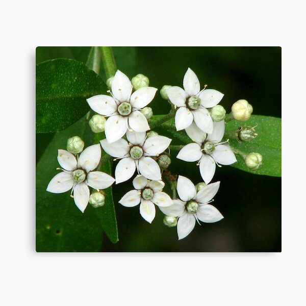 Native White Milk Maids Canvas Print