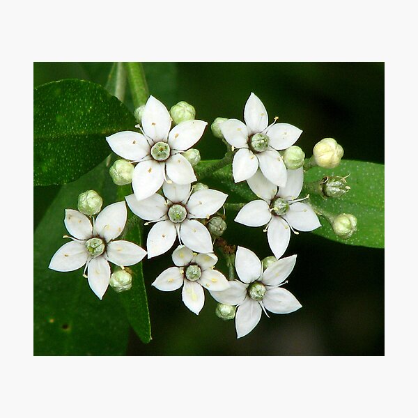 Native White Milk Maids Photographic Print