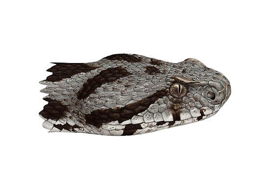 Lizard Crocodiles Tortoises