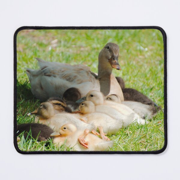 Item preview, WATERFOWL ~ Domestic Duck by David Irwin DJIBBU8UBTC designed and sold by tasmanianartist.