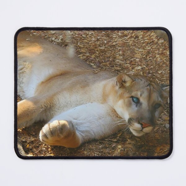 Item preview, Cougar Stare designed and sold by missmermaid1990.