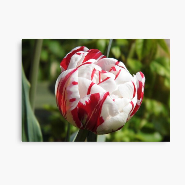Imagen del lienzo canvas muro imagen son impresiones artísticas plantas flores blancas tulipanes en el florero Imagen del lienzo canvas muro imagen son impresiones artísticas plantas flores blancas tulipanes en el florero