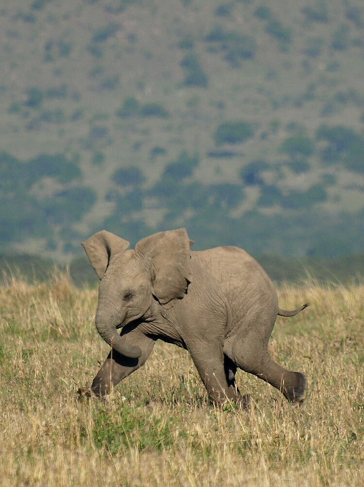 "Baby elephant running" by David Odd | Redbubble