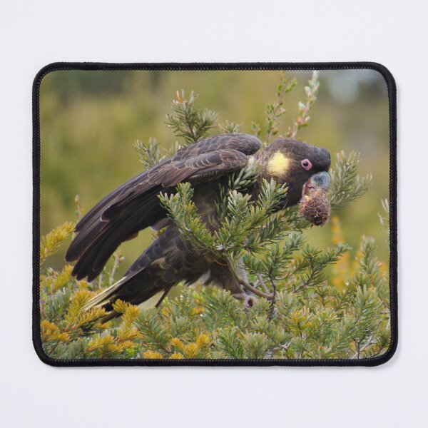 Item preview, PARROT ~ Yellow-tailed Black-Cockatoo by David Irwin DJI3NYY5WA9 designed and sold by tasmanianartist.