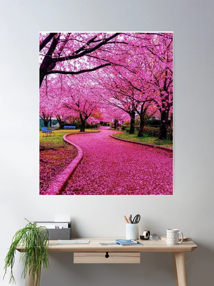Japan Cherry blossom sakura 