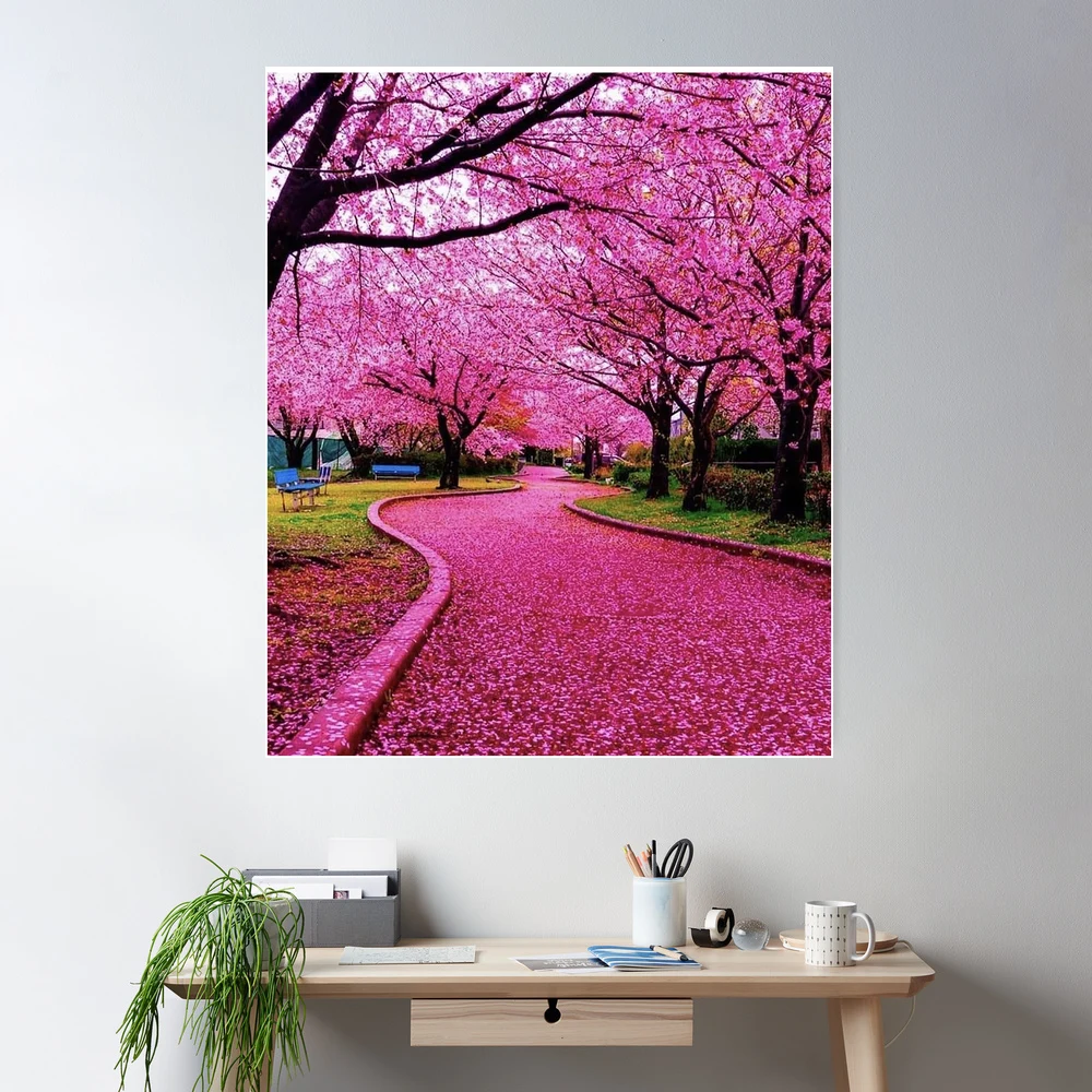 Japan Cherry blossom sakura 