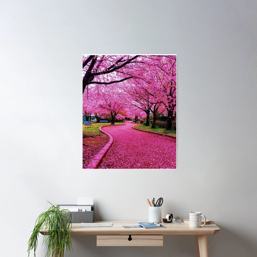 Japan Cherry blossom sakura 
