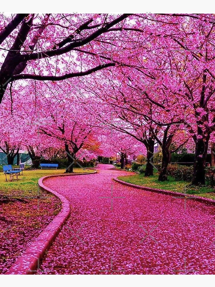 Japan Cherry blossom sakura 