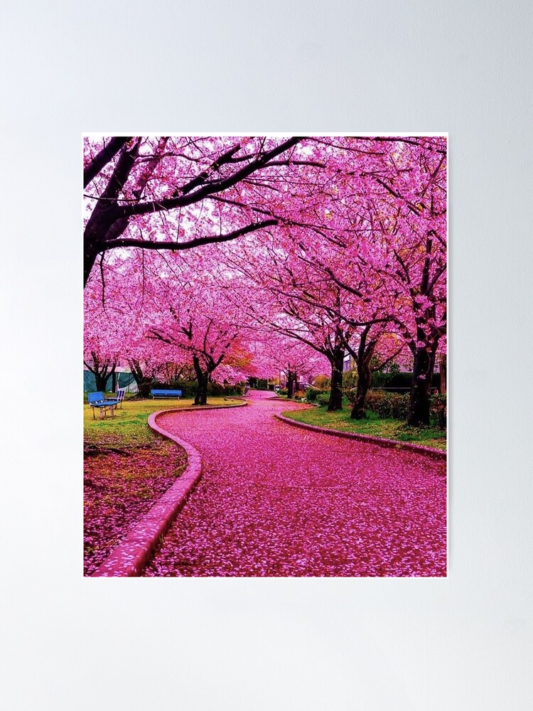 Japan Cherry blossom sakura 