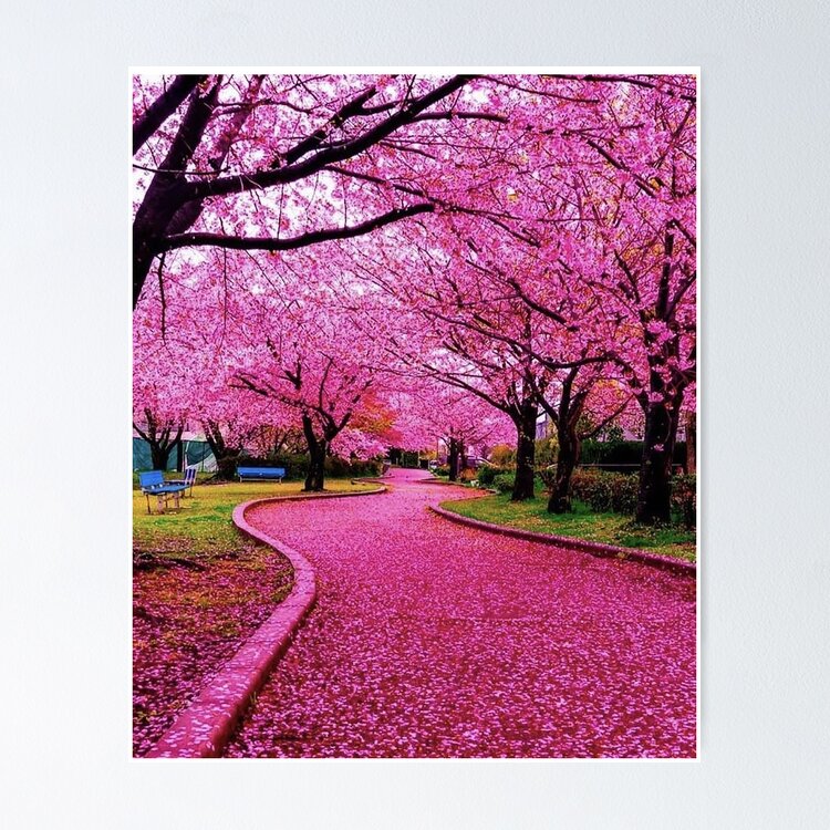 Japan Cherry blossom sakura 