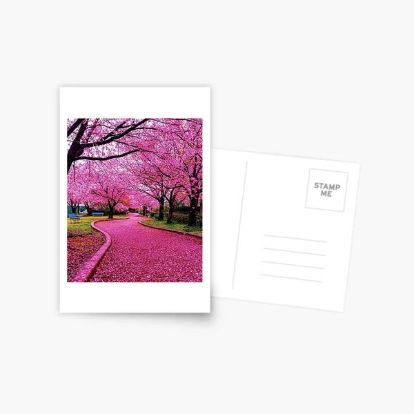 Japan Cherry blossom sakura 