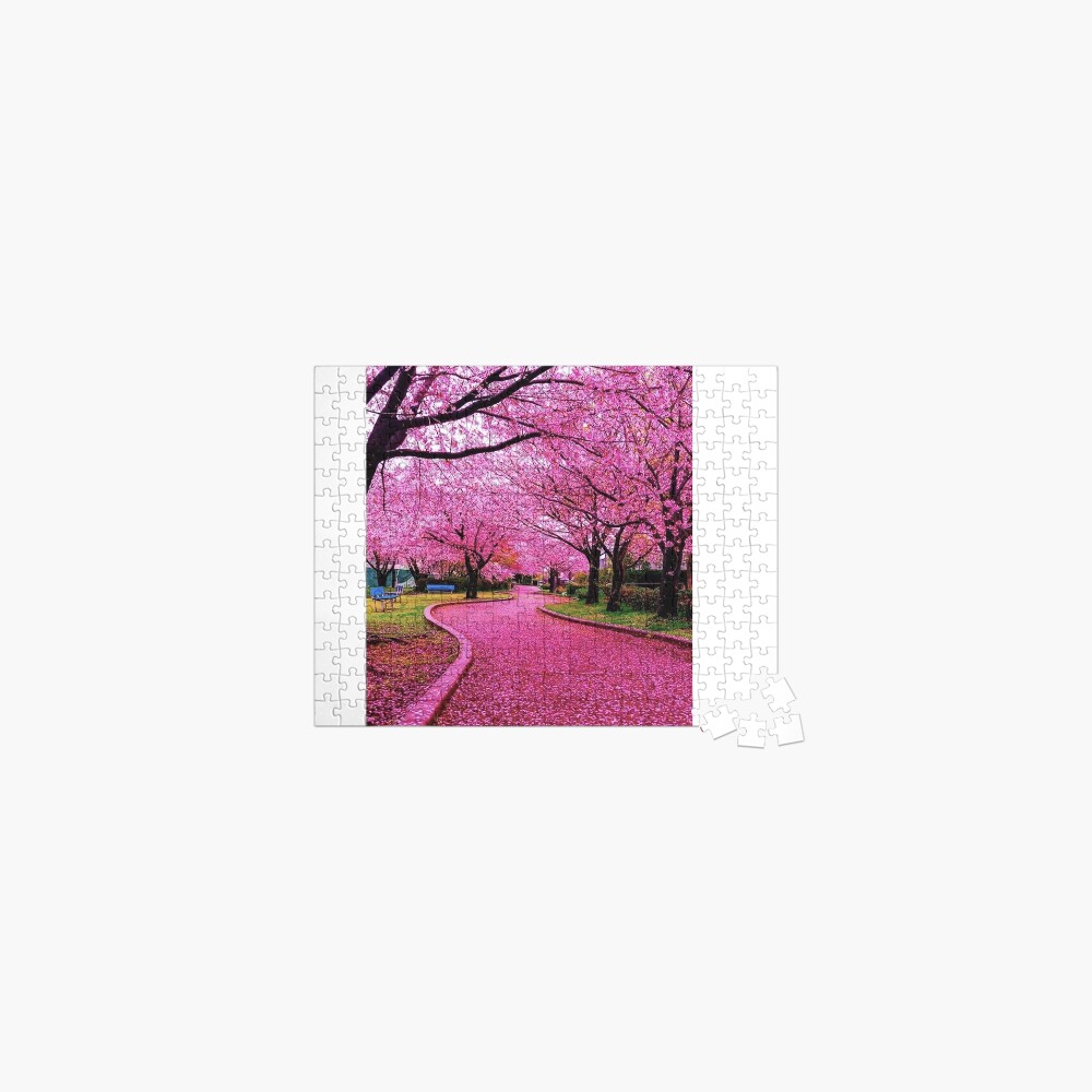 Japan Cherry blossom sakura 