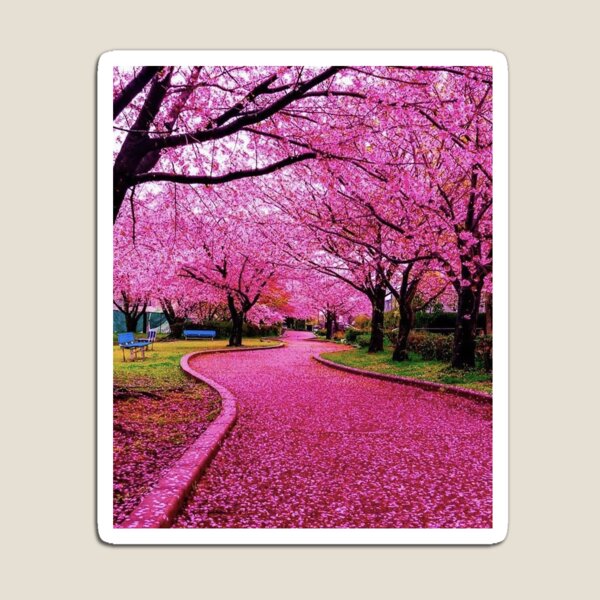 Japan Cherry blossom sakura 