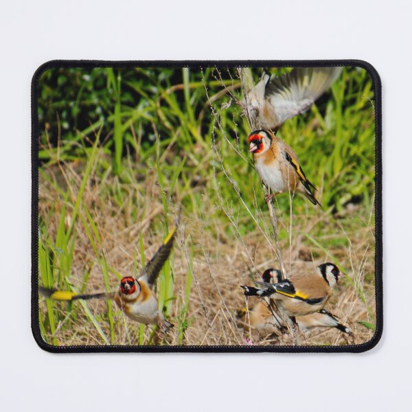 Item preview, EXOTIC ~ European Goldfinch by David Irwin DJIPWJZWKQE designed and sold by tasmanianartist.
