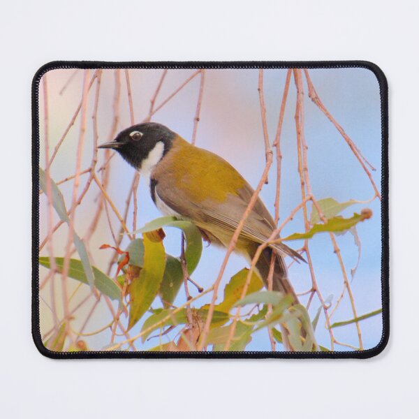 Item preview, HONEYEATER ~ Black-headed Honeyeater by David Irwin DJINUMDPRC9 designed and sold by tasmanianartist.