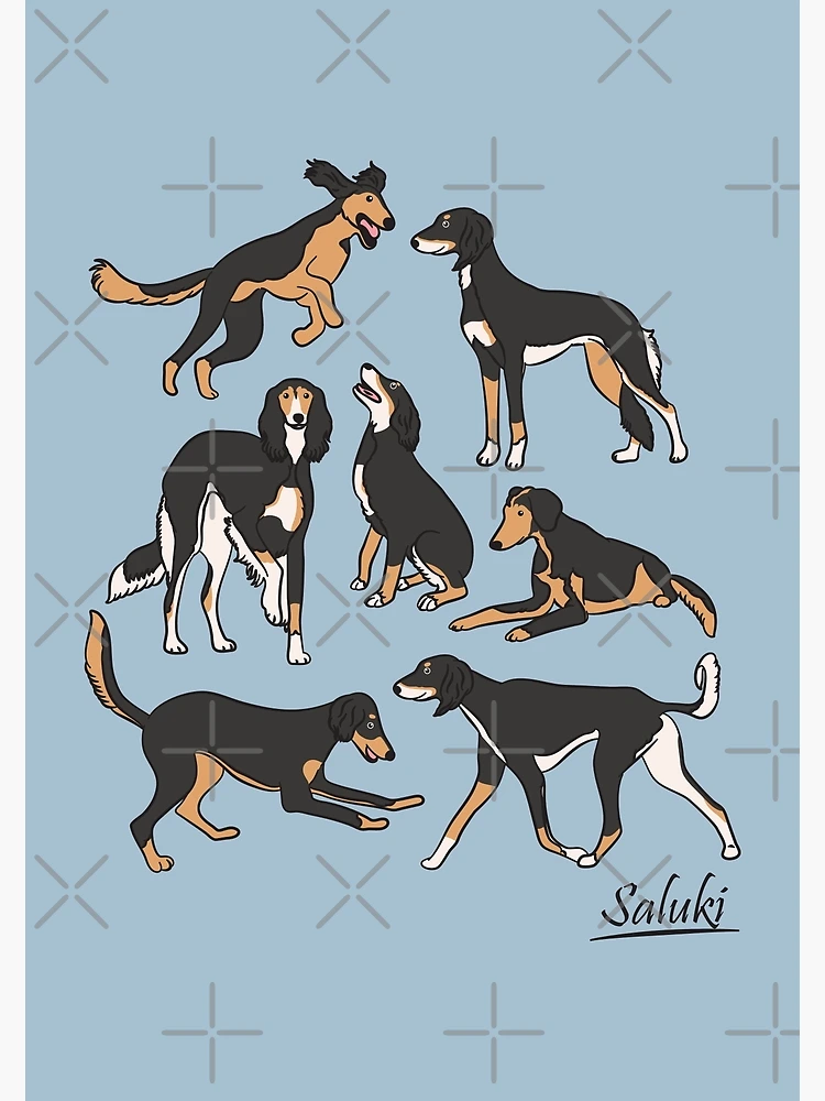Playing Black Tan White Saluki Blue Background Poster