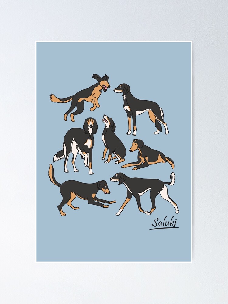 Playing Black Tan White Saluki Blue Background