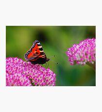 Butterfly Photographic Print