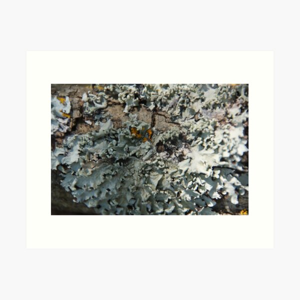 Item preview, Grey Lichen - South Australia designed and sold by MagpieSprings.