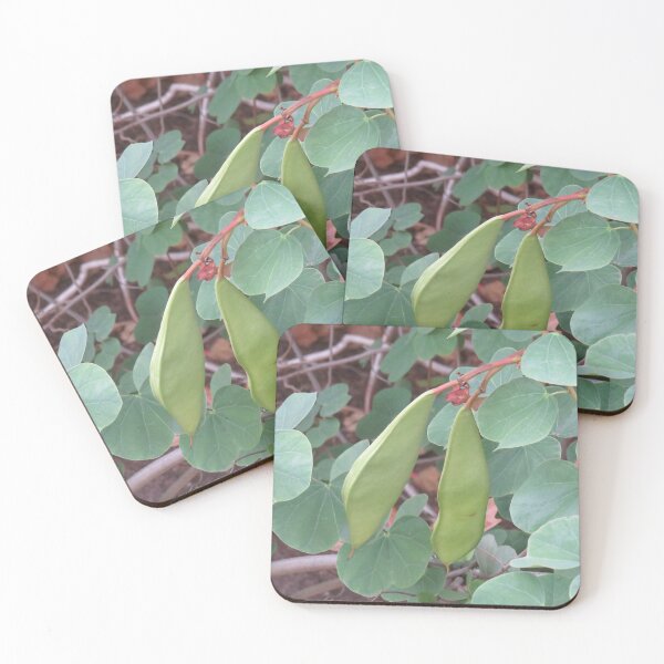 Item preview, Bauhinia seed pods designed and sold by greentiger1.