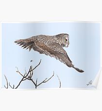 Great Gray Owl Poster