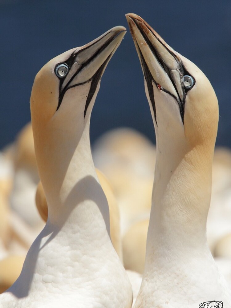 Thumbnail 5 of 5, iPhone Case, Mating Ritual designed and sold by Stormcrow.