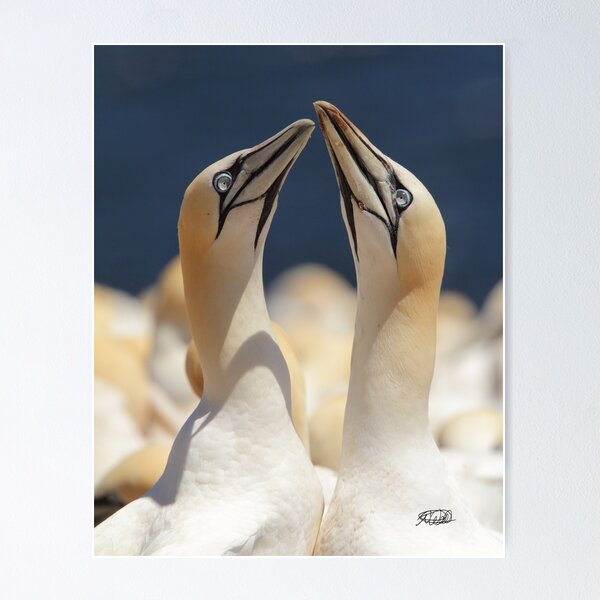 Item preview, Mating Ritual designed and sold by TCW Studios.