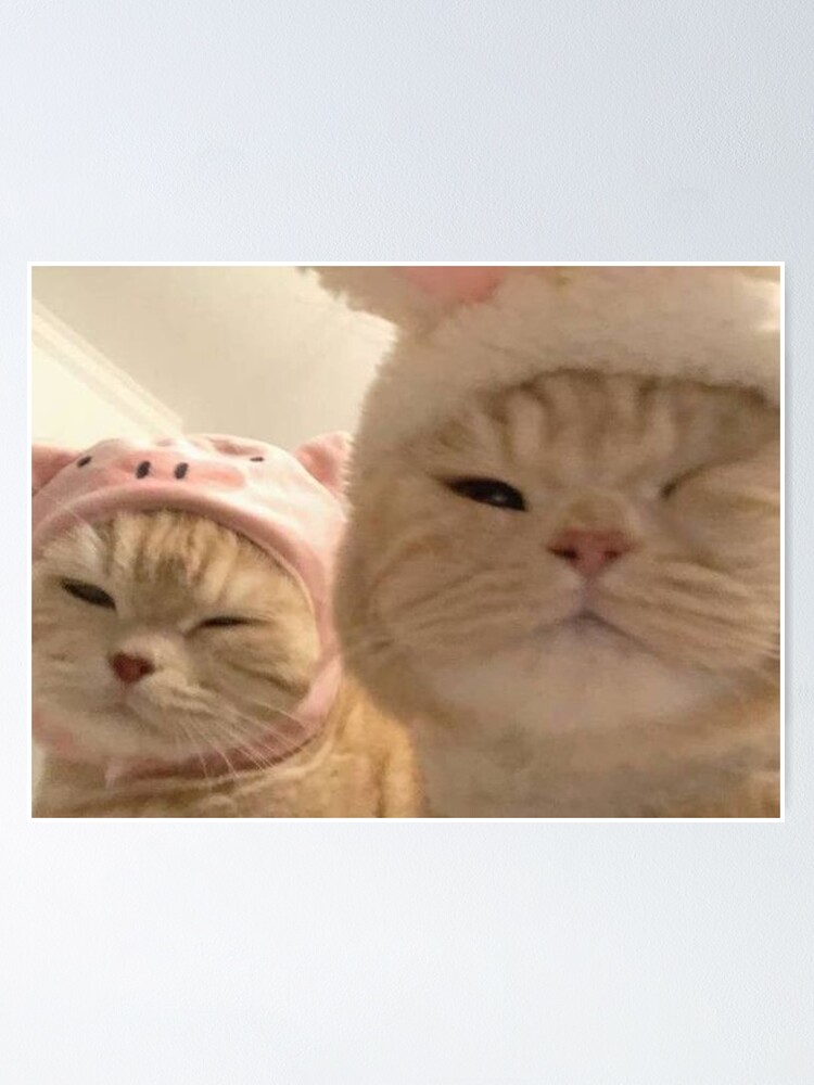 soft pfp <3  Cute cats and dogs, Cat icon, Pink animals