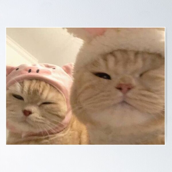Cute Cat Matching Pfp Aesthetic Matching Pfp Ideas (@pfp)