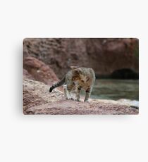 Little Adventurer Canvas Print