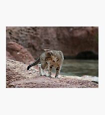 Little Adventurer Photographic Print