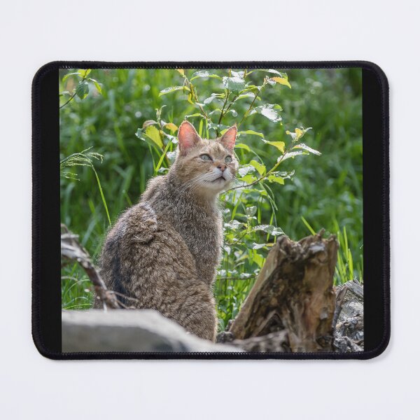Item preview, Wild cat in its habitat designed and sold by Ingo Gerlach.