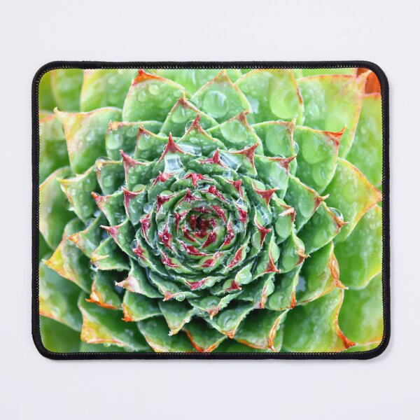 Item preview, Kings Beach Succulent No1 designed and sold by NakedSunday.