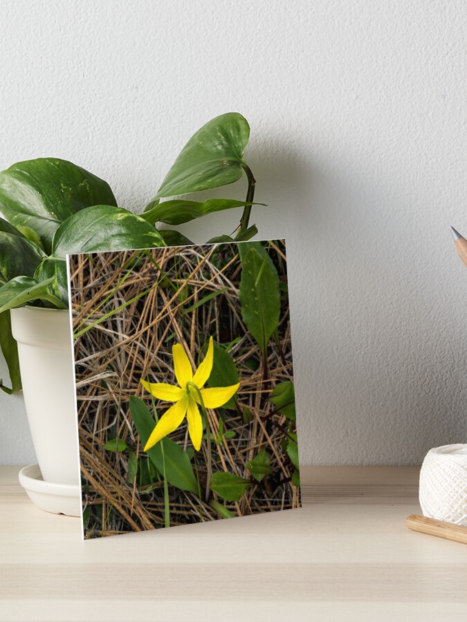 Erythronium Grandiflorum Aka Glacier Lily Art Board Print By Mtbearded1 Redbubble