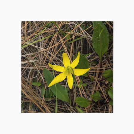 Erythronium Grandiflorum Aka Glacier Lily Art Board Print By Mtbearded1 Redbubble