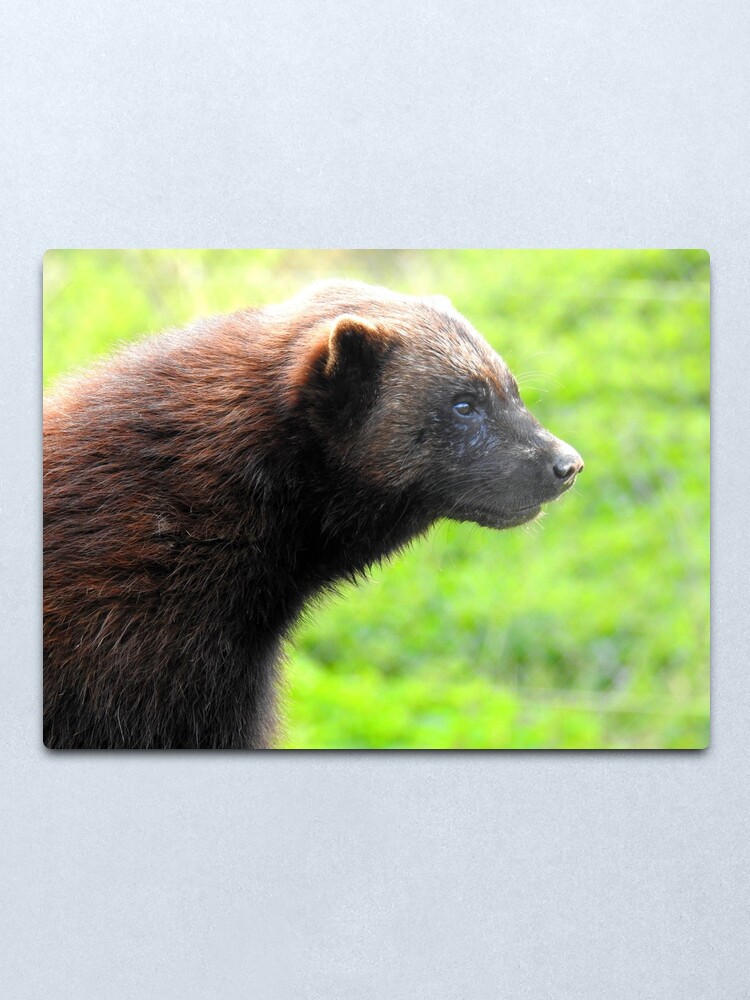 Featured image of post Metal Wolverine Animal : Appearing more like a small bear, the wolverine is in fact more of a weasel on steroids.