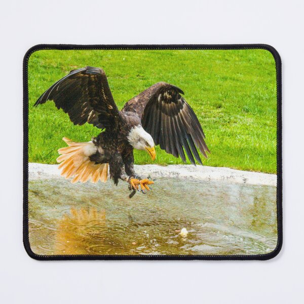 Item preview, fwc 1143 adler designed and sold by fred chiea.