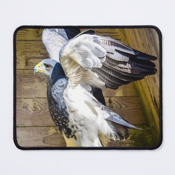 Item preview, fwc 1145 adler designed and sold by fred chiea.