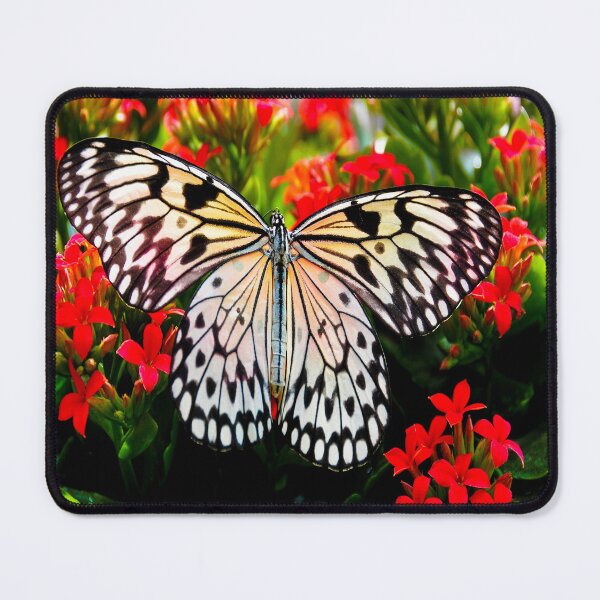Item preview, fwc 1388 beautiful bloom blooming designed and sold by fred chiea.