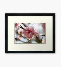 Spring Blooms Framed Print