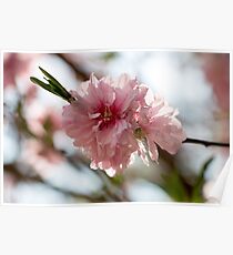 Spring Blooms Poster