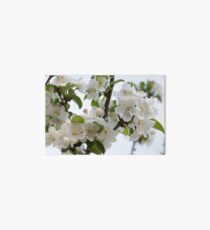 White Blossoms Art Board