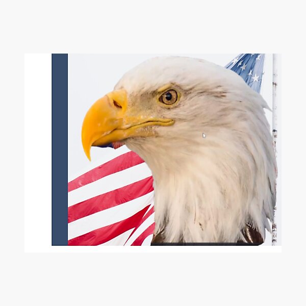 Item preview, American Eagle, National USA Bird designed and sold by josesita.