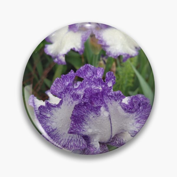 Item preview, Purple & white iris designed and sold by jdphotos.