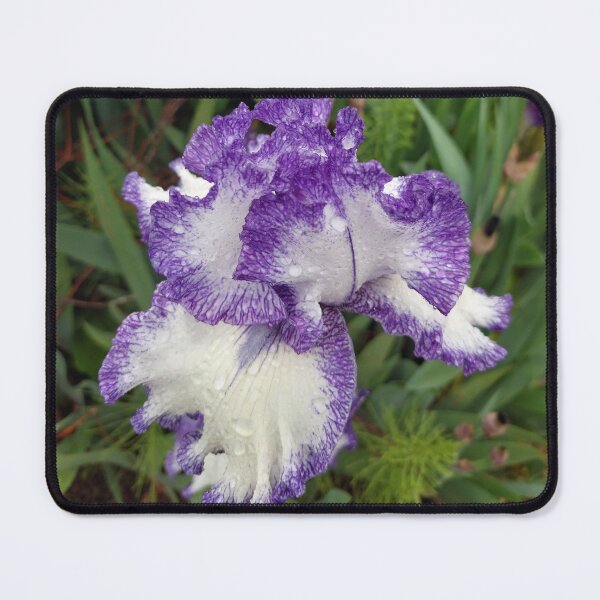 Item preview, Purple & white iris designed and sold by jdphotos.