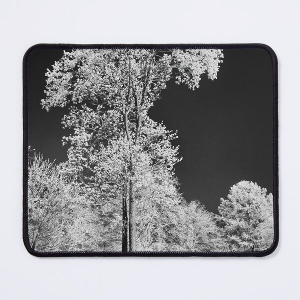 Item preview, White pines black sky. Infrared photography bw designed and sold by Jouko Lehto Photography.