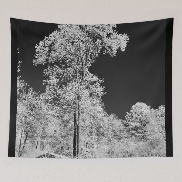 Item preview, White pines black sky. Infrared photography bw designed and sold by Jouko Lehto Photography.