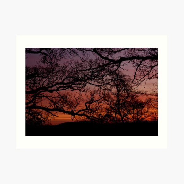 Sunset Branches Art Print
