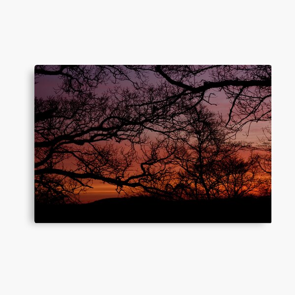 Sunset Branches Canvas Print