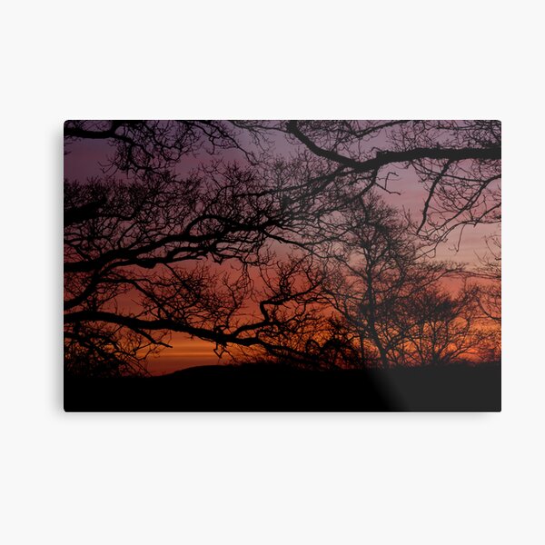 Sunset Branches Metal Print